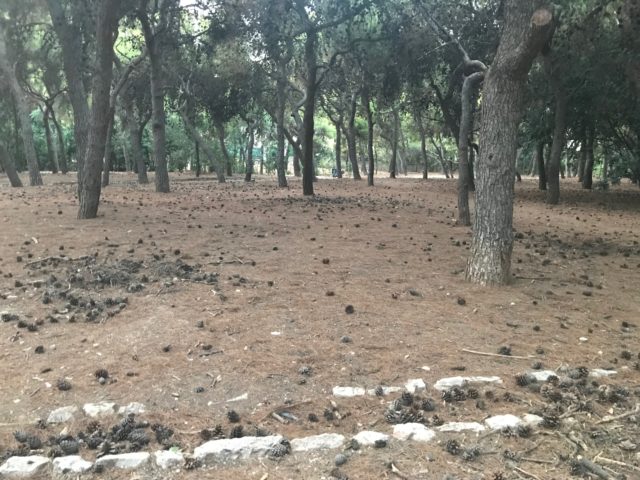 ΑΛΣΟΣ ΕΥΕΛΠΙΔΩΝ: ΤΙ ΕΧΕΙ ΓΙΝΕΙ ΚΑΙ ΤΙ ΖΗΤΑΜΕ ΑΠΟ ΤΗΝ ΝΕΑ ΔΗΜΟΤΙΚΗ ΑΡΧΗ